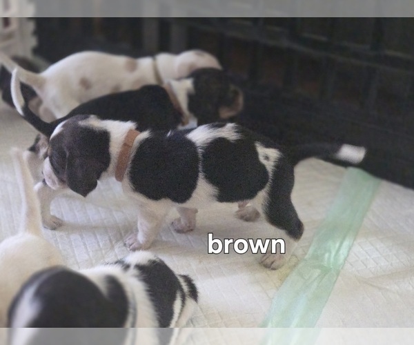 Medium Photo #3 Basset Hound Puppy For Sale in PORTLAND, TN, USA