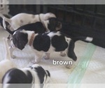 Small #2 Basset Hound
