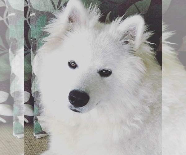 Medium Photo #1 American Eskimo Dog Puppy For Sale in MERRITT IS, FL, USA