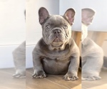 Small Photo #1 French Bulldog Puppy For Sale in ATLANTA, GA, USA