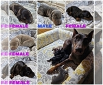 Small Photo #1 Doberman Pinscher Puppy For Sale in COTTON, MN, USA