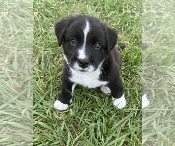 Medium Photo #2 Retriever -Unknown Mix Puppy For Sale in Princeton, MN, USA