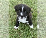 Small #1 Retriever  Mix