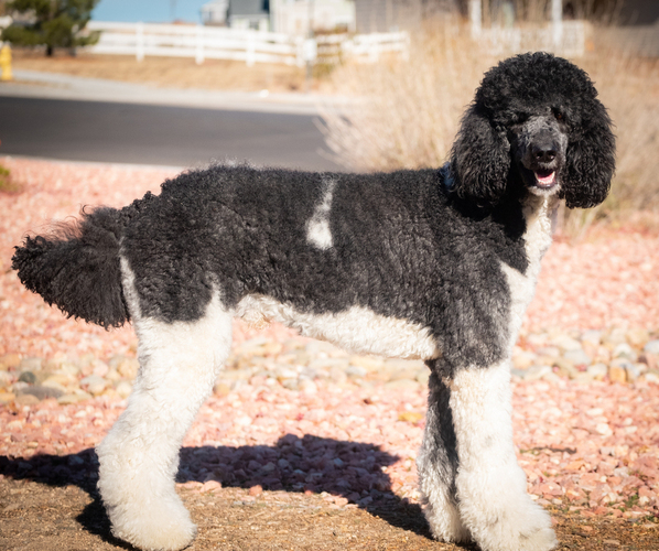 Medium Photo #1 Labradoodle Puppy For Sale in PEYTON, CO, USA