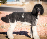 Small Photo #1 Labradoodle Puppy For Sale in PEYTON, CO, USA