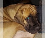 Puppy Haley aka Pinky Cane Corso