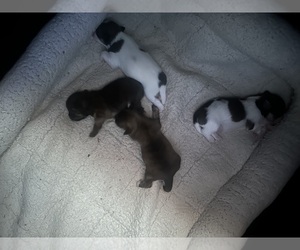 Bichpoo-Shih Tzu Mix Puppy for sale in COLLINGDALE, PA, USA