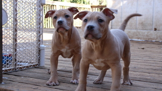 American Bully Puppy for sale in STONE MOUNTAIN, GA, USA