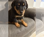 Small #12 Rottweiler