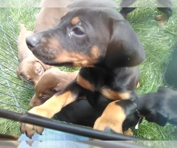 Medium Photo #6 Doberman Pinscher Puppy For Sale in PASCO, WA, USA