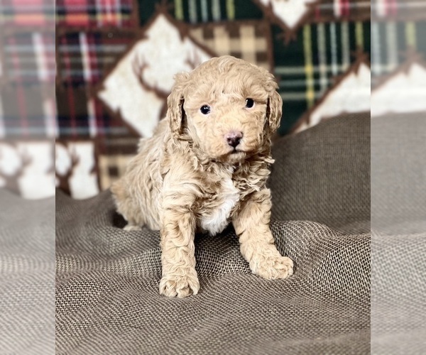 Medium Photo #2 Poodle (Miniature) Puppy For Sale in DUNDEE, OH, USA