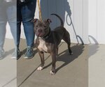 Small Photo #1 American Pit Bull Terrier Puppy For Sale in Louisville, KY, USA