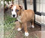 Small #7 Labrador Retriever Mix