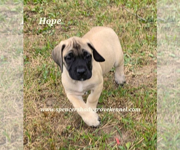 Medium Photo #16 Mastiff Puppy For Sale in CABOOL, MO, USA