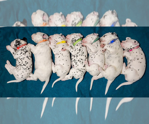 Dalmatian Litter for sale in FORT DODGE, IA, USA