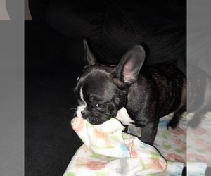 French Bulldog Puppy for sale in SHELBY, NC, USA