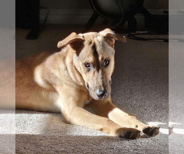 Medium Photo #5 Collie-Unknown Mix Puppy For Sale in Fort Worth, TX, USA