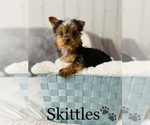 Small Photo #10 Yorkshire Terrier Puppy For Sale in COOKEVILLE, TN, USA