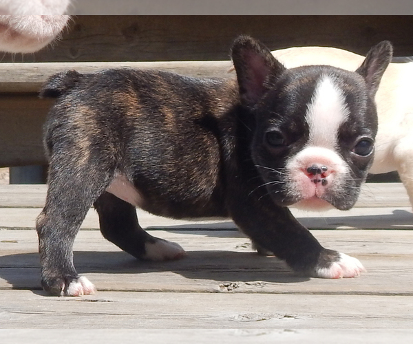 Medium Photo #23 French Bulldog Puppy For Sale in EUGENE, OR, USA
