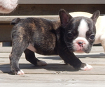 Small Photo #23 French Bulldog Puppy For Sale in EUGENE, OR, USA