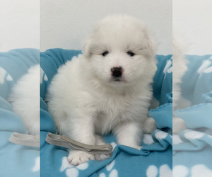 Samoyed Puppy for sale in KENT, WA, USA