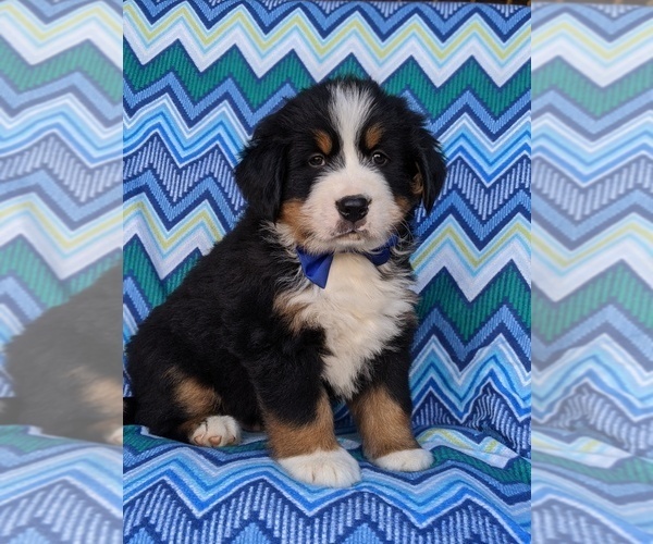 Medium Photo #1 Bernese Mountain Dog Puppy For Sale in DELTA, PA, USA