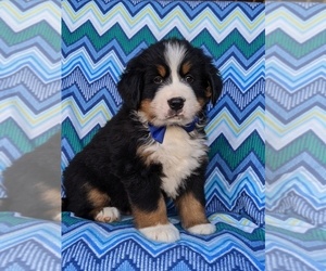Bernese Mountain Dog Puppy for sale in DELTA, PA, USA