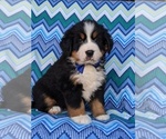 Small Photo #1 Bernese Mountain Dog Puppy For Sale in DELTA, PA, USA