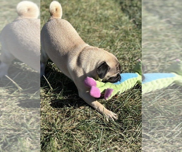 Medium Photo #11 Pug Puppy For Sale in WARSAW, IN, USA