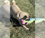 Small Photo #11 Pug Puppy For Sale in WARSAW, IN, USA