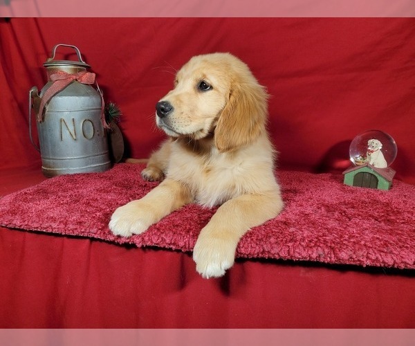 Medium Photo #10 Golden Retriever Puppy For Sale in COLORADO SPRINGS, CO, USA