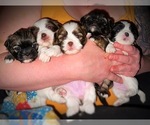 Small Photo #1 Shih Tzu Puppy For Sale in SHELDON, VT, USA