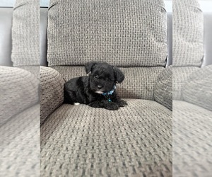 YorkiePoo Puppy for sale in JEFFERSONVILLE, IN, USA
