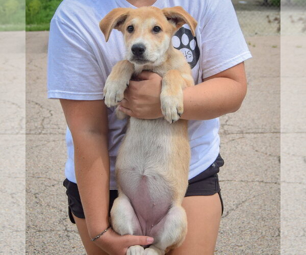 Medium Photo #4 Anatolian Shepherd-German Shepherd Dog Mix Puppy For Sale in Huntley, IL, USA