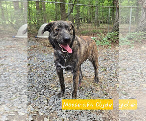 Clyde - Male Holland Shepherd-Plott Hound Mix Dog for Adoption - Photo #6