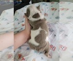 Small Photo #4 Olde English Bulldogge Puppy For Sale in GREENCASTLE, PA, USA