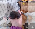 Puppy 4 French Bulldog