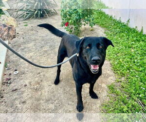 Labrador Retriever Dogs for adoption in San Diego, CA, USA