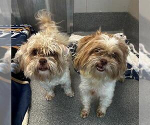 Shih Tzu Dogs for adoption in Waterford, VA, USA