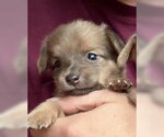 Small #1 Chihuahua Mix