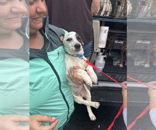 Medium Photo #5 Dachsador Puppy For Sale in Oakhurst, NJ, USA