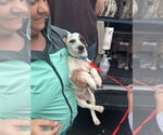 Small Photo #5 Dachsador Puppy For Sale in Oakhurst, NJ, USA