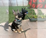 Small #6 German Shepherd Dog