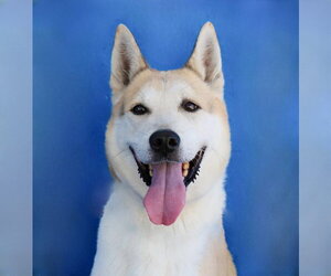 Siberian Husky-Unknown Mix Dogs for adoption in Pasadena, CA, USA
