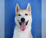 Small Siberian Husky Mix