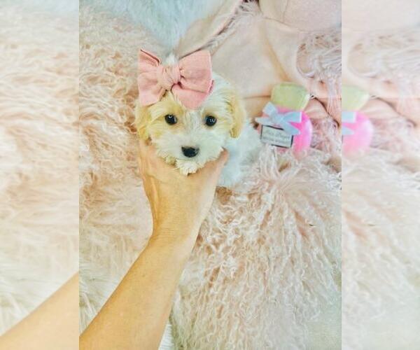 Medium Photo #3 Cav-A-Malt Puppy For Sale in WEST PALM BEACH, FL, USA