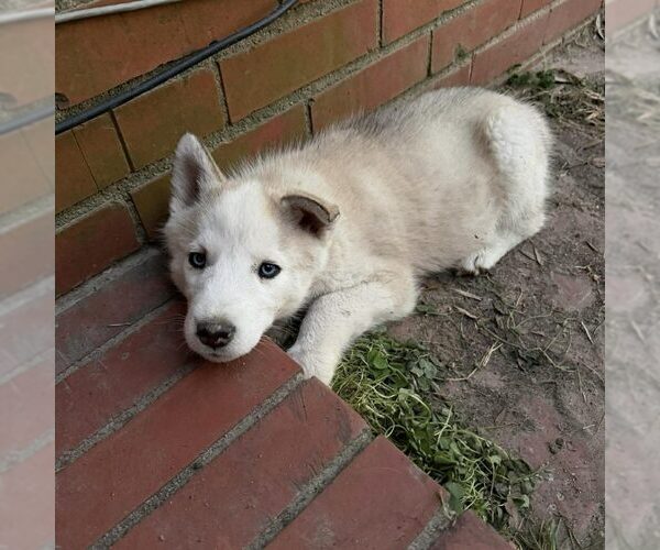 Medium Photo #1 Siberian Husky Puppy For Sale in Spring Lake, NC, USA