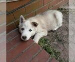 Small Siberian Husky