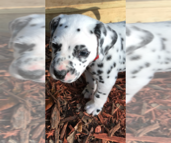 Medium Photo #3 Dalmatian Puppy For Sale in JACKSONVILLE, FL, USA