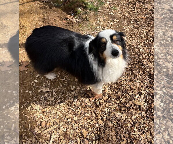 Medium Photo #4 Australian Shepherd Puppy For Sale in Canton, CT, USA